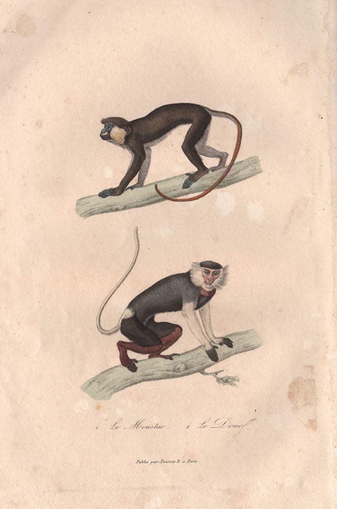 PRIMATES. Mouslac (Moustached Guenon); Douc. BUFFON 1837 old antique print